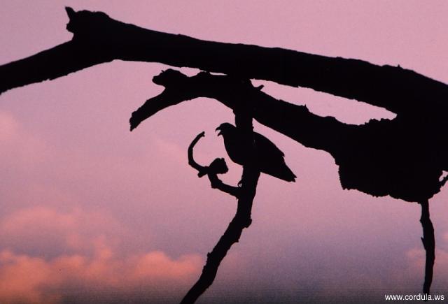 Cordula's Web. NOAA. Evening silhouette of an osprey perched in a dead tree. Chesapeake Bay, Maryland.