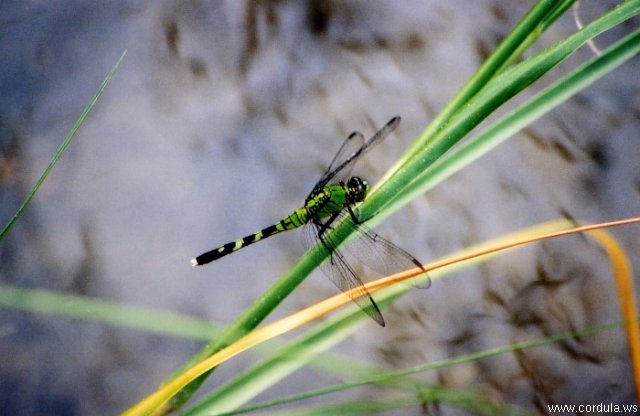 Cordula's Web. NOAA. Eastern pondhawk dragonfly, Erythemis simplicicollis. Patuxent River.