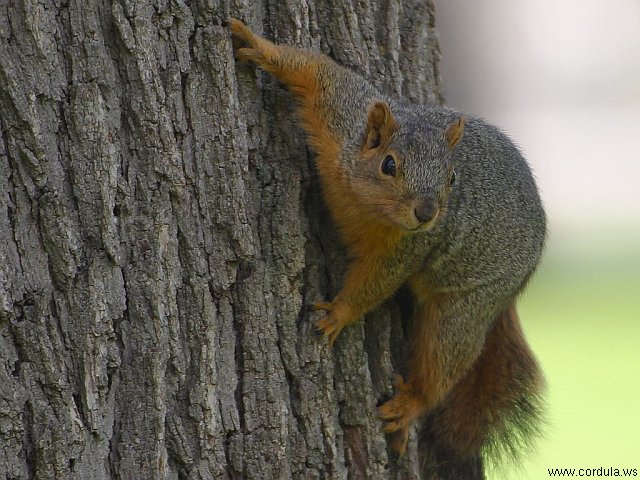 Cordula's Web. PDPHOTO.ORG. A Squirrel Climbing on a Tree.