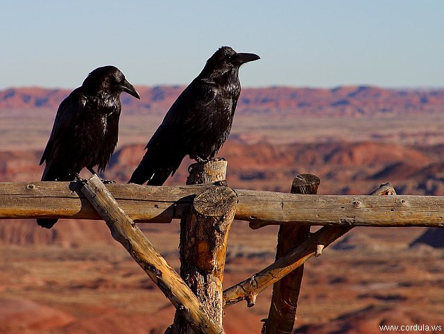 Cordula's Web. PDPHOTO.ORG. Two Ravens in Arizona.