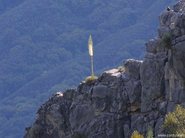 Cordula's Web. PDPHOTO.ORG. Lonely Flower on a Mountain.