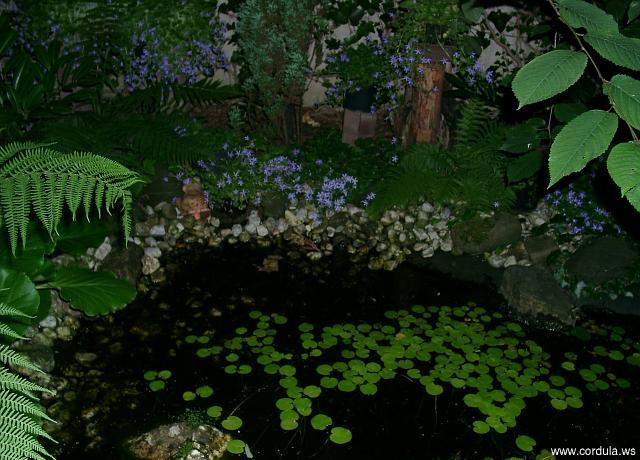 Cordula's Web. Pond at night, with forget-me-nots in the background