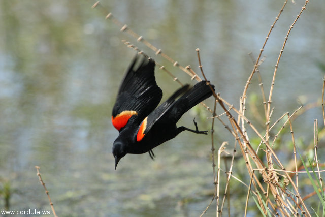 Cordula's Web. Wikicommons. Walter Siegmund, Red-Winged Blackbird.