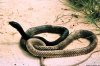 Cordula's Web. NOAA. A Coachwhip Snake, Masticophis Flagellum. Weeks Bay, Alabama.