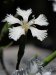 Cordula's Web. PDPHOTO.ORG. White Flower.