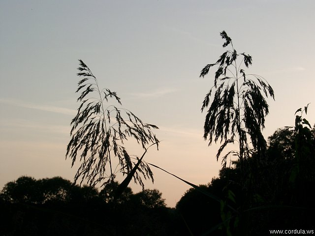 Cordula's Web. Black Grass.