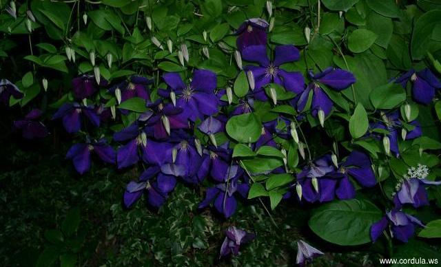 Cordula's Web. Blue flowers at night