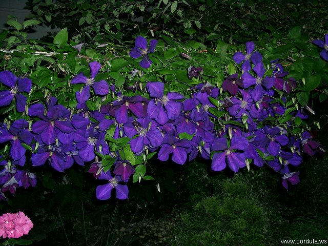 Cordula's Web. Blue Flowers at Night.