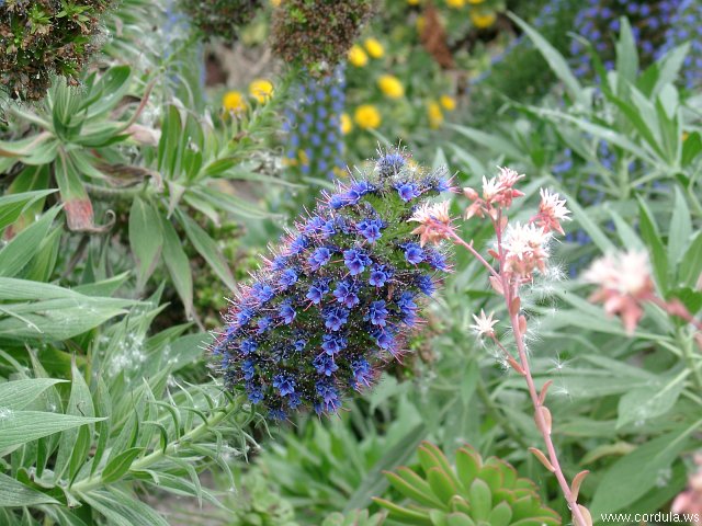 Cordula's Web. Blue Flower.