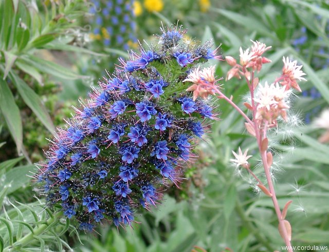 Cordula's Web. Blue Flower (Detail).