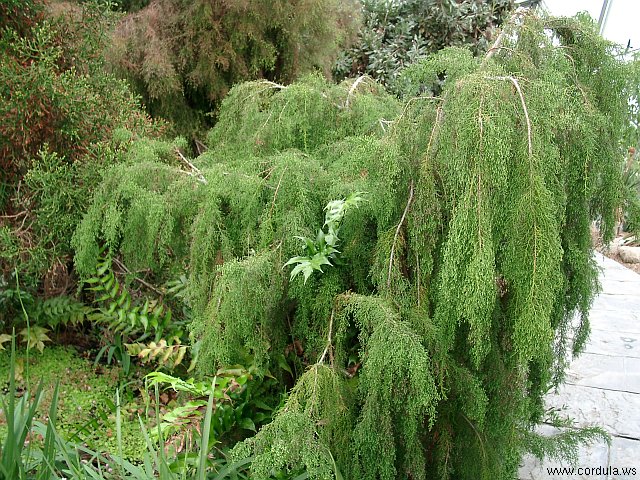 Cordula's Web. Sad Trees.