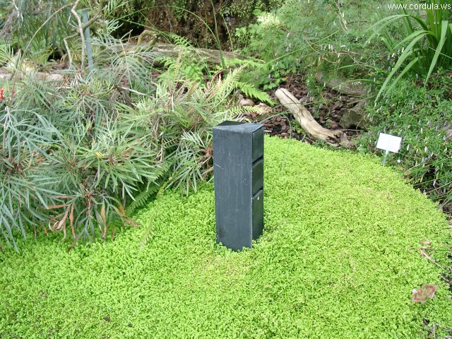 Cordula's Web. Silent Monolith in Green Grass.