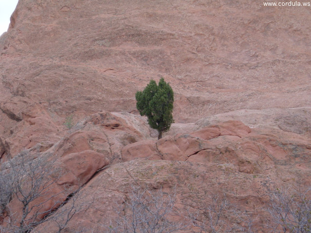 Cordula's Web. Flickr. Garden of the Gods, Lonely Tree, Colorado Springs.