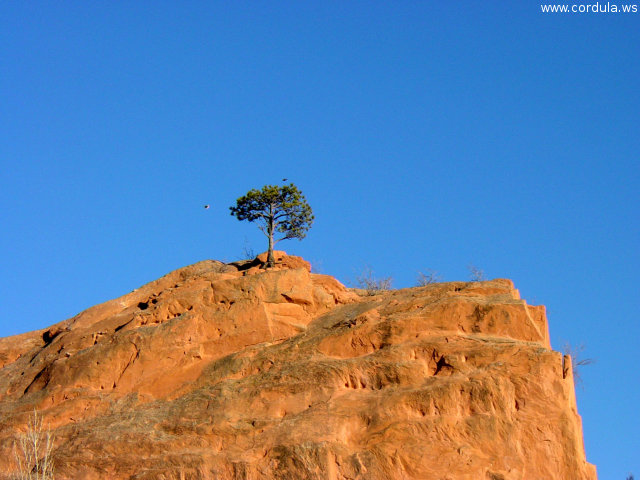 Cordula's Web. Flickr. Alone at the top. Colorado Springs.