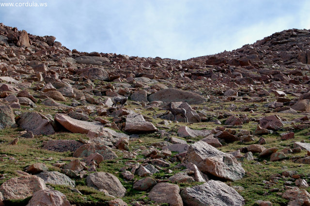 Cordula's Web. Flickr. A Rocky Place, climbing to the top of Pikes Peak, Colorado Springs.