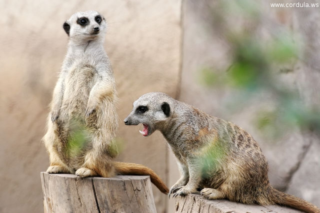 Cordula's Web. Flickr. Angry Meerkat, Cheyenne Mountain Zoo, Colorado Springs.