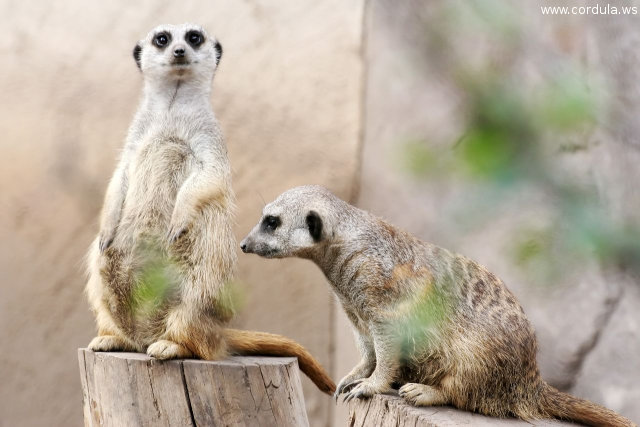 Cordula's Web. Flickr. Subdued Meerkat, Cheyenne Mountain Zoo, Colorado Springs.