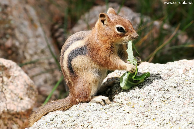 Cordula's Web. Flickr. Chipmunk, Cheyenne Mountain Zoo, Colorado Springs.