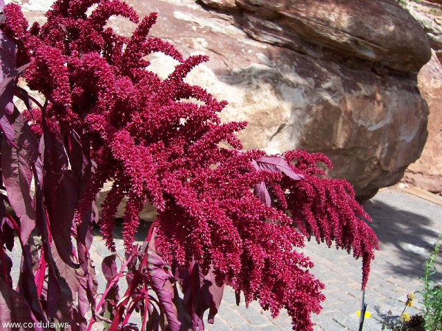 Cordula's Web. Flickr. Flowers near Cliff Dwelling, above Manitou Springs.