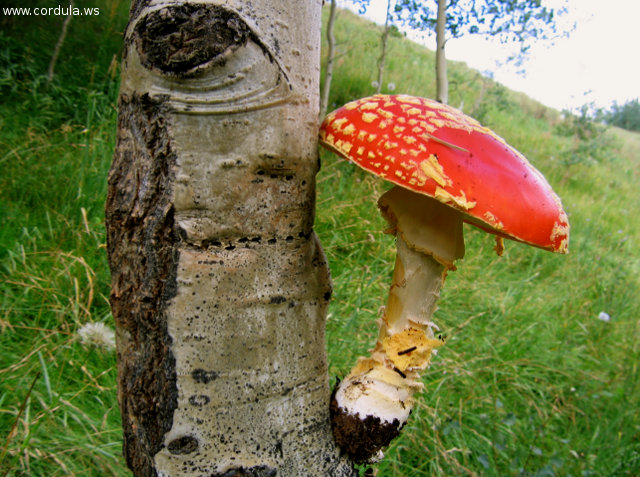 Cordula's Web. Flickr. Mushroom, near Pitkin, Colorado.