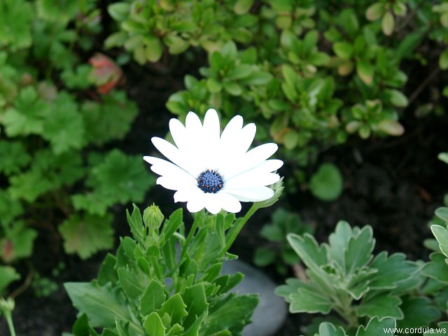 Cordula's Web. Blue Flower.