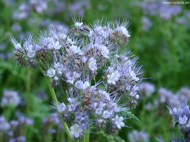 Cordula's Web. Blueish Flower.