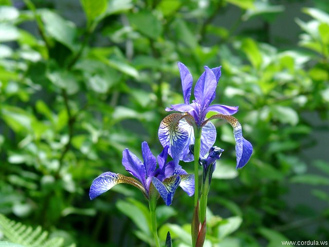 Cordula's Web. Blue Flower.