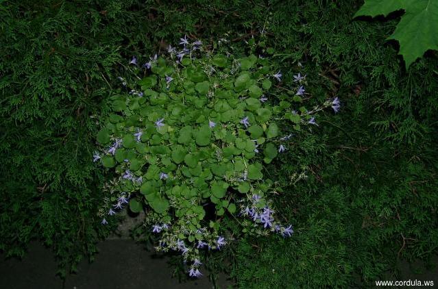 Cordula's Web. Forget-Me-Not(-lookalike) at Night