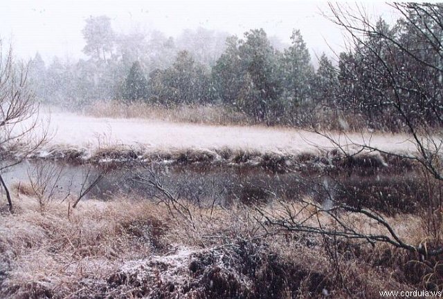 Cordula's Web. grey_mare. Snow in the Marsh.