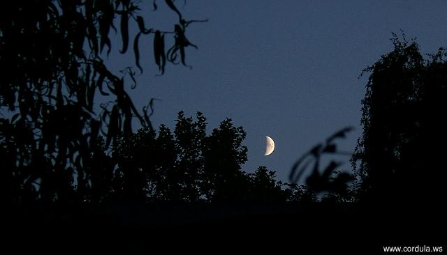 Cordula's Web. Moonlight at night.