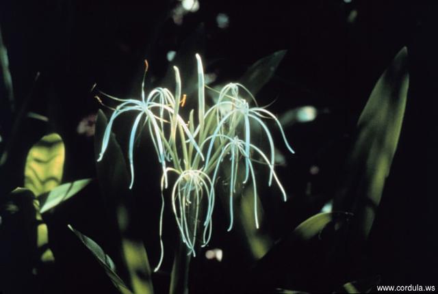 Cordula's Web. NOAA. Spider Lily. Weeks Bay, Alabama.