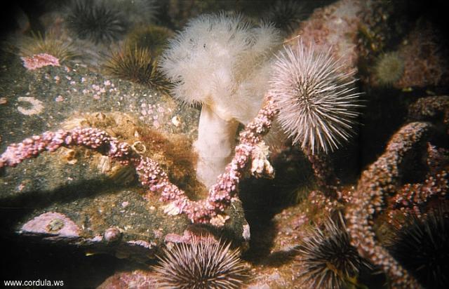 Cordula's Web. NOAA. Thorns. Barents Sea, Russia.