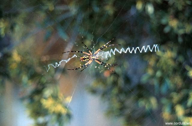 Cordula's Web. NOAA. Spider. Grand Bay NERR, Mississippi.
