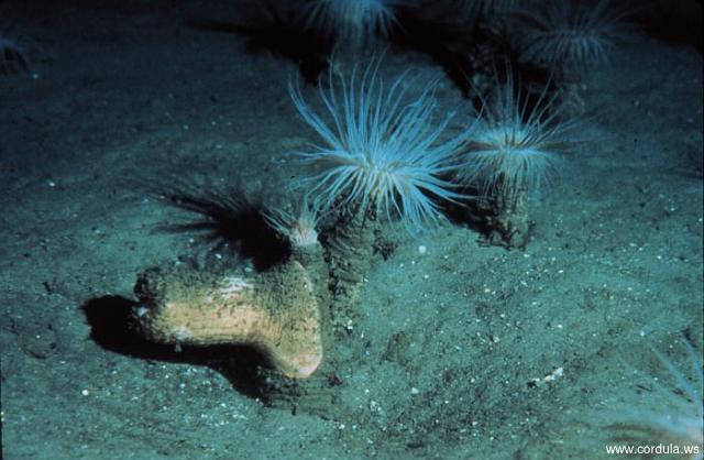 Cordula's Web. NOAA. Cerianthus Borealis Anemones, North Atlantic continental slope.