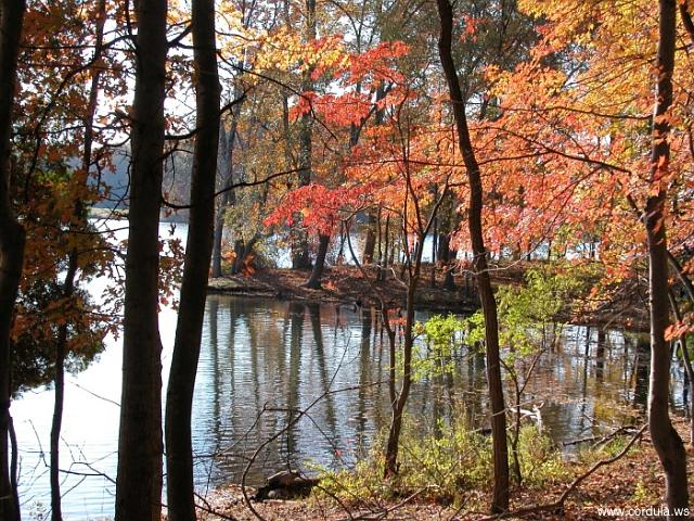 Cordula's Web. NOAA. Clopper Lake, Seneca Creek State Park. Maryland.
