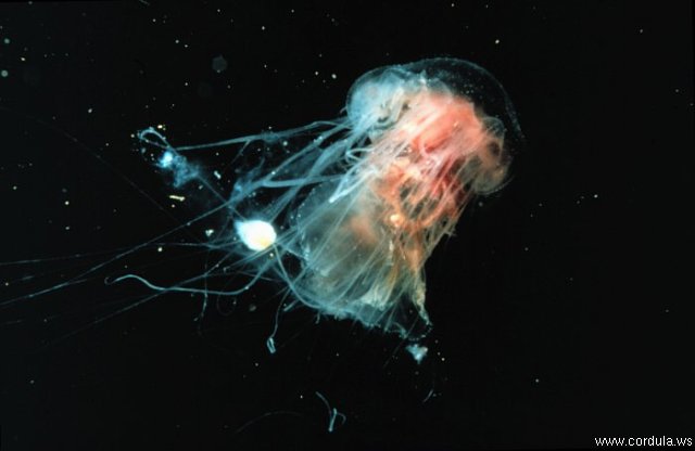 Cordula's Web. NOAA. Cyanea Jellyfish, Southern New England Coast.