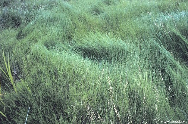 Cordula's Web. NOAA. Wind patterns in the grass at the south end of Tilghman Island, Maryland.