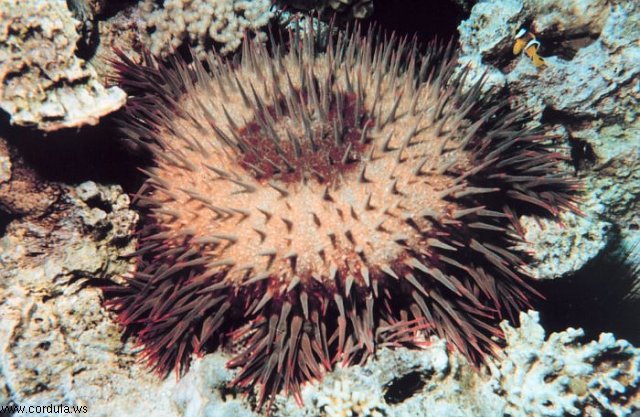 Cordula's Web. NOAA. Hedgehog, Gulf of Aqaba, Red Sea, Jordan.