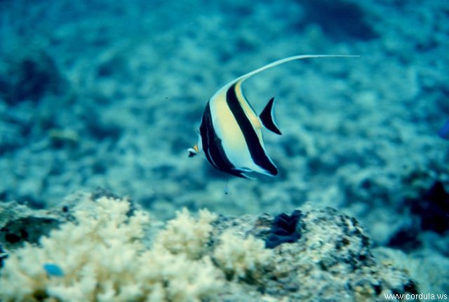 Cordula's Web. NOAA. Fish near Palau.