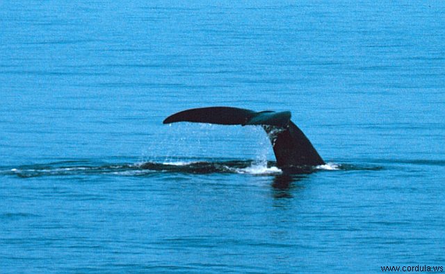 Cordula's Web. NOAA. Tail of a right whale prior to sounding.