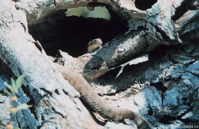 Cordula's Web. NOAA. Northern Water Snake, Nerodia Sipedon Sipedon, Patuxent River, Maryland.