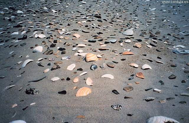 Cordula's Web. NOAA. Sea Shells on the Sand.