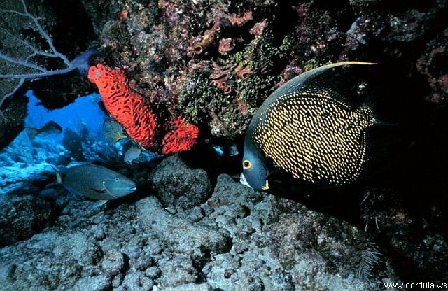 Cordula's Web. NOAA. French Angelfish.