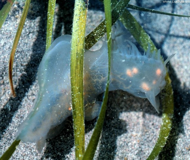 Cordula's Web. NOAA. Hooded Nudibranch (Melibe Leonina).