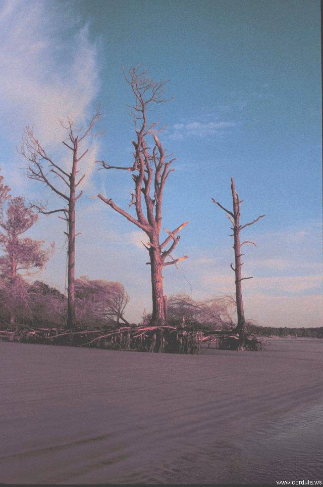 Cordula's Web. NOAA. Erosion exposing tree roots.