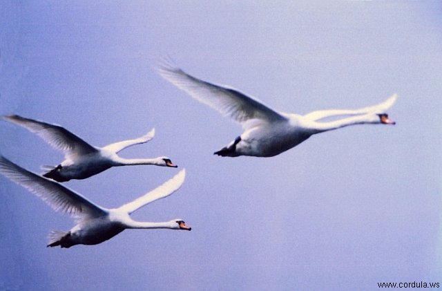 Cordula's Web. NOAA. Mute Swans in Flight.