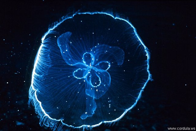 Cordula's Web. NOAA. Moon Jellyfish.