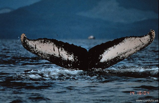 Cordula's Web. NOAA. A Whale's Tail.