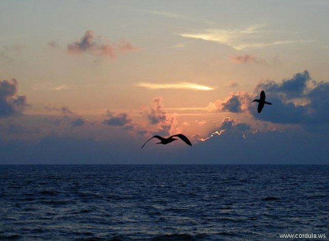 Cordula's Web. NOAA. Sunset and birds at Clipperton Island, Tropical East Pacific.