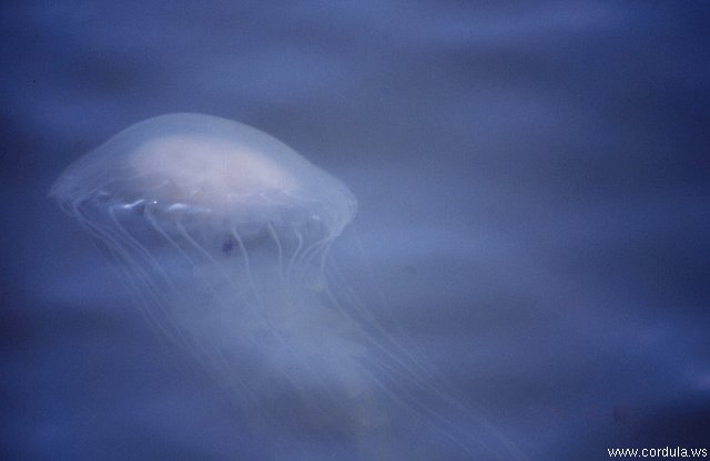 Cordula's Web. NOAA. The stinging sea nettle, Chrysaora Quiquecirrha. Chesapeake Bay.